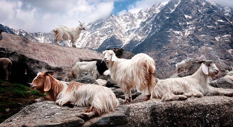 Rare changthangi goats required for production of Pashmina shawl