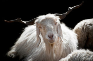 White kashmir (pashmina) goat from Indian highland farm in Ladakh